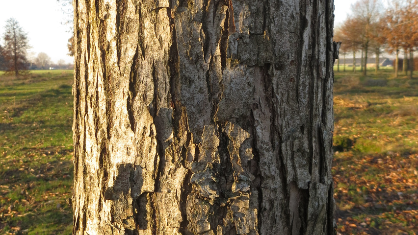 Quercus bicolor bark