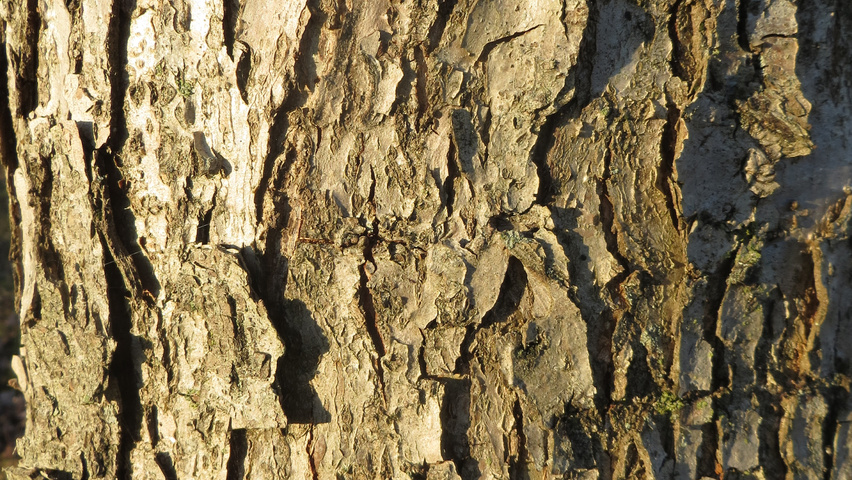 Quercus bicolor bark