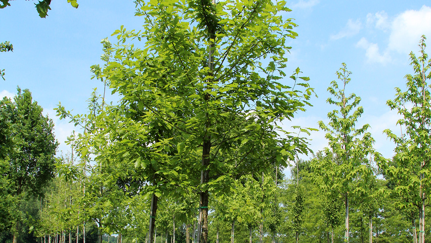 Quercus bicolor standard tree
