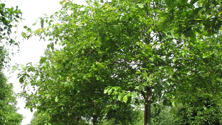 Quercus bicolor standard tree