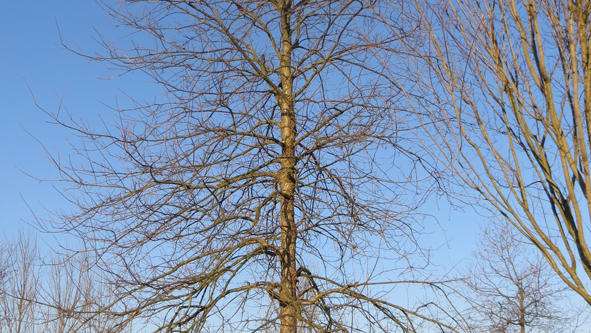 Quercus bicolor standard tree