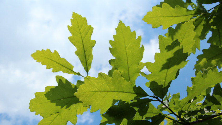 Quercus bicolor leaves