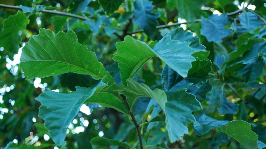 Quercus bicolor leaves