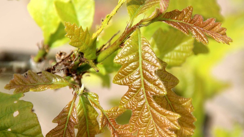Quercus bicolor leaves