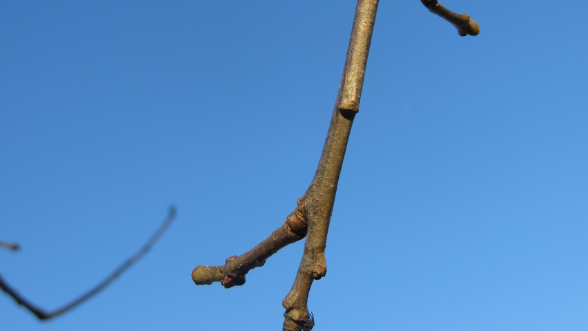 Quercus bicolor twigs