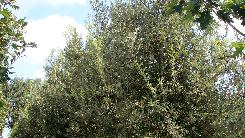 Quercus bivoniana haute tige