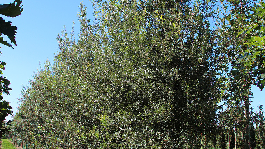 Quercus bivoniana haute tige