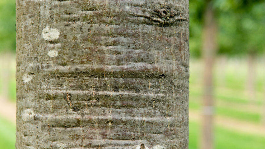 Quercus castaneifolia 'Green Spire' Rinden