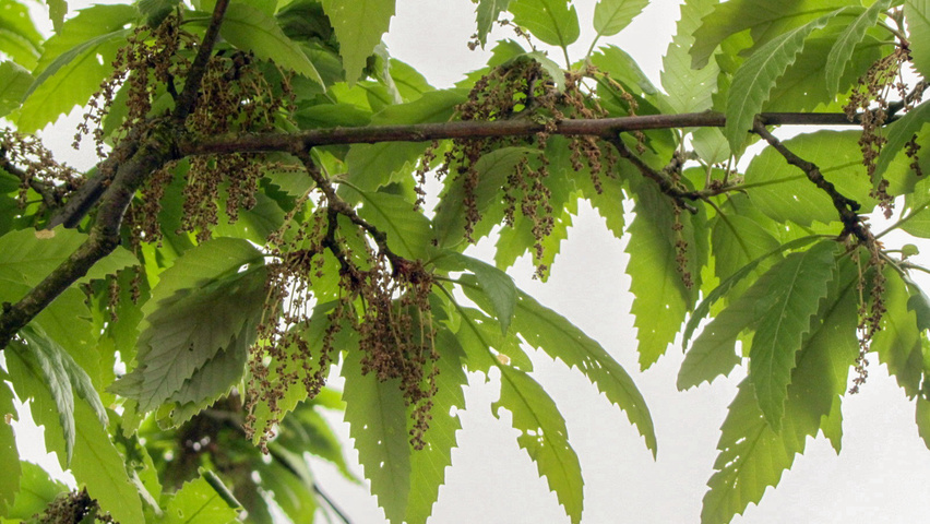 Quercus castaneifolia 'Green Spire' Blumen