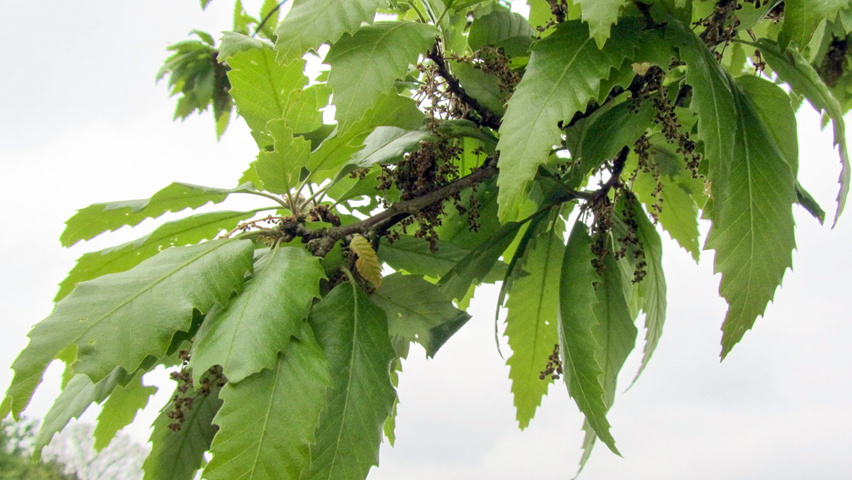 Quercus castaneifolia 'Green Spire' Blumen