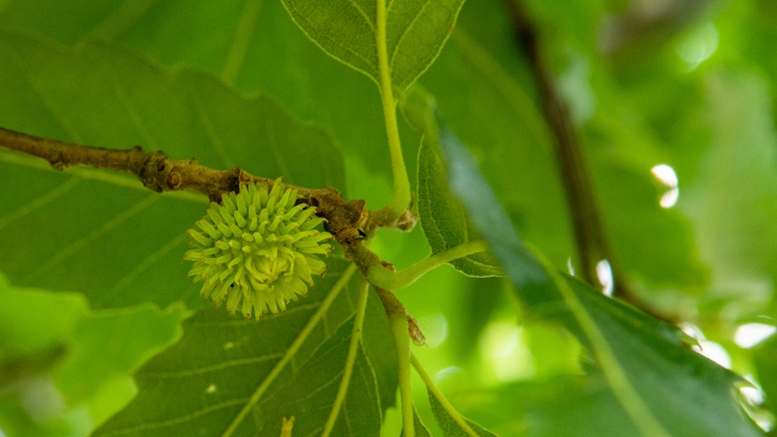 Quercus castaneifolia 'Green Spire' Frucht
