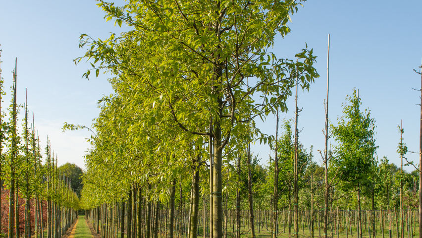 Quercus castaneifolia 'Green Spire' hochstämmig