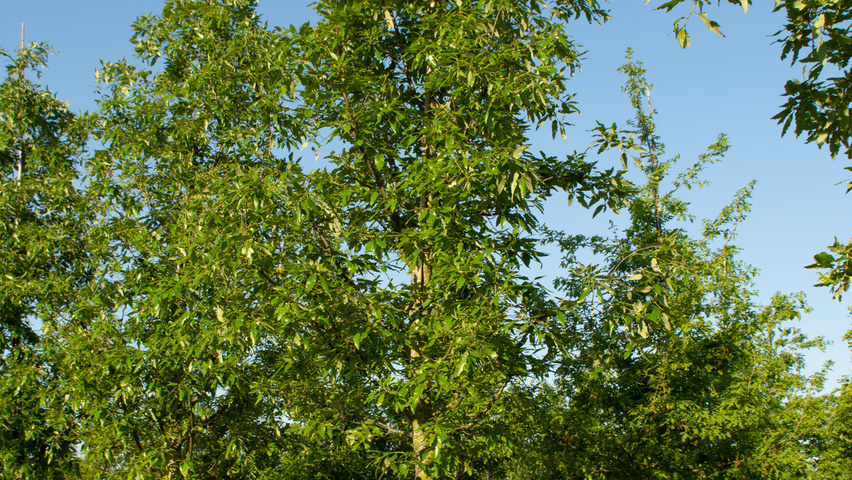 Quercus castaneifolia 'Green Spire' hochstämmig