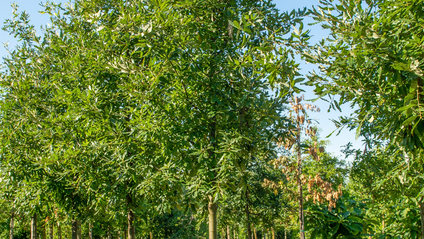 Quercus castaneifolia 'Green Spire' hochstämmig