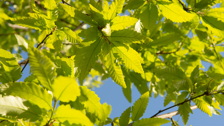 Quercus castaneifolia 'Green Spire' Blatt