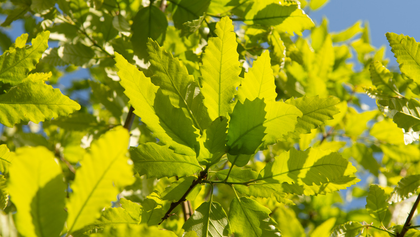 Quercus castaneifolia 'Green Spire' Blatt