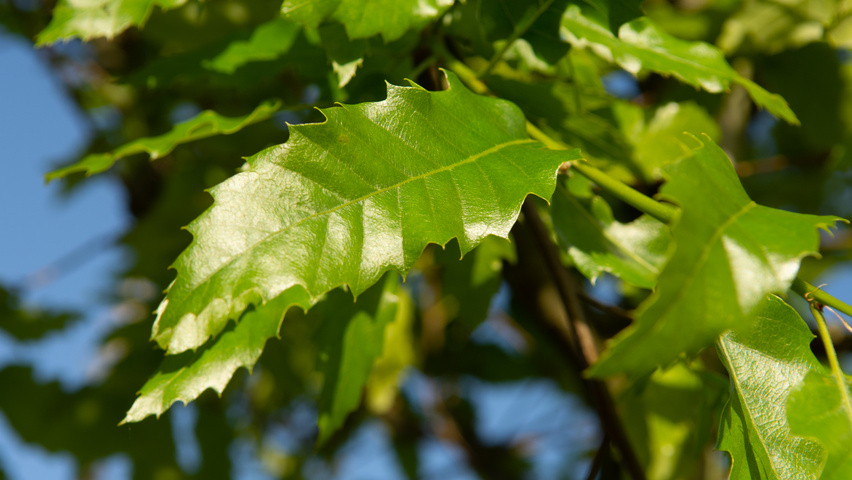 Quercus castaneifolia 'Green Spire' Blatt
