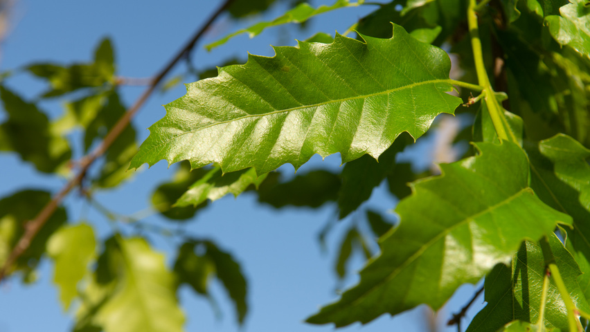 Quercus castaneifolia 'Green Spire' Blatt