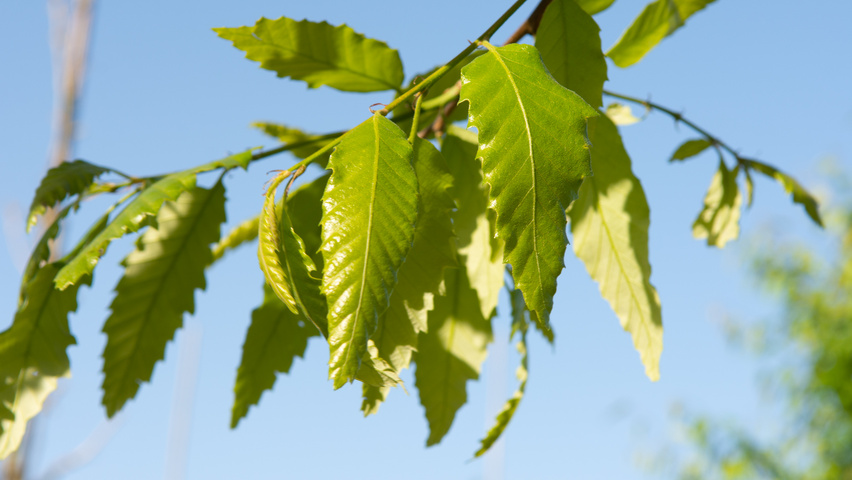 Quercus castaneifolia 'Green Spire' Blatt