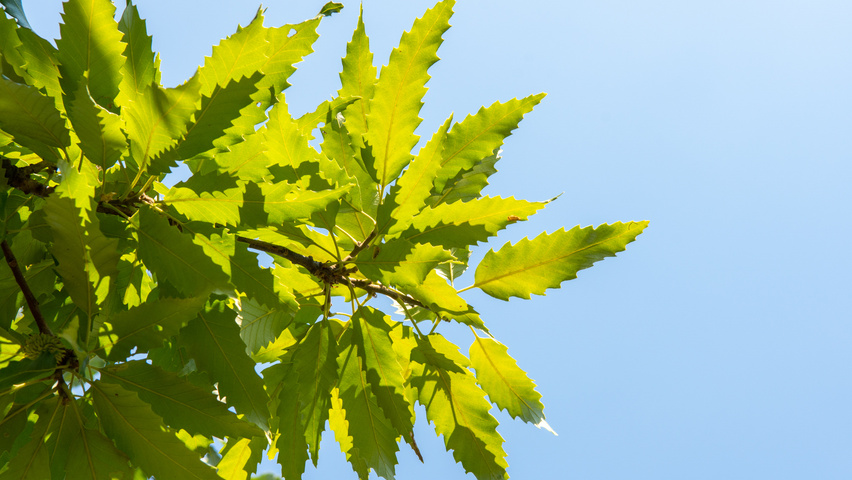 Quercus castaneifolia 'Green Spire' Blatt