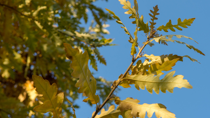 Quercus cerris Herbstblatt