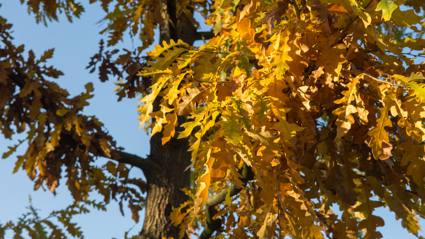Quercus cerris Herbstblatt