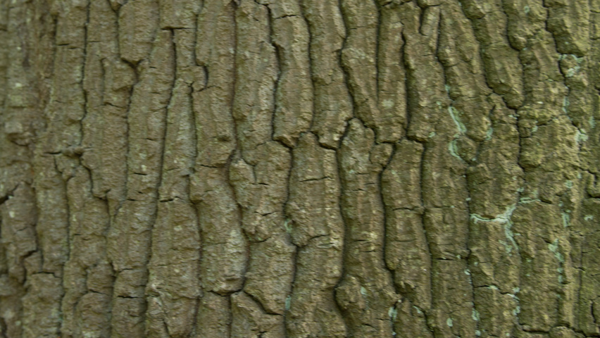 Quercus cerris Rinden