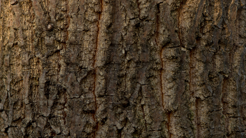 Quercus cerris Rinden