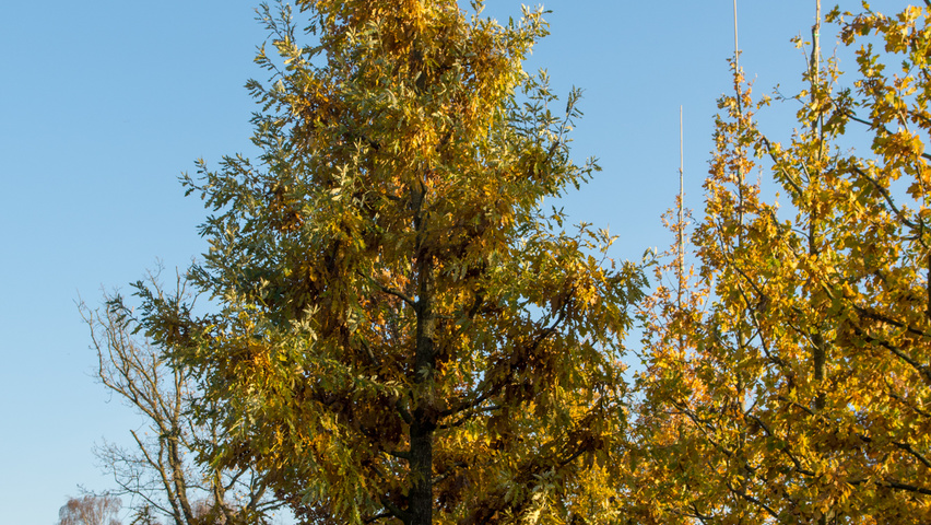 Quercus cerris Stammbüsche