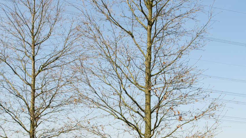 Quercus cerris Stammbüsche