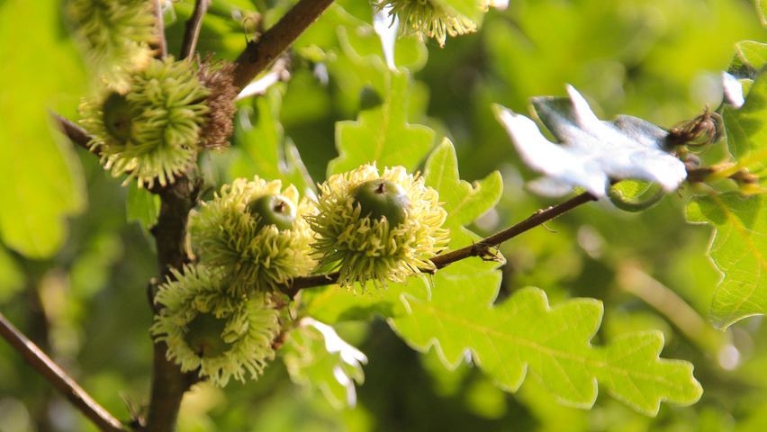 Quercus cerris Frucht