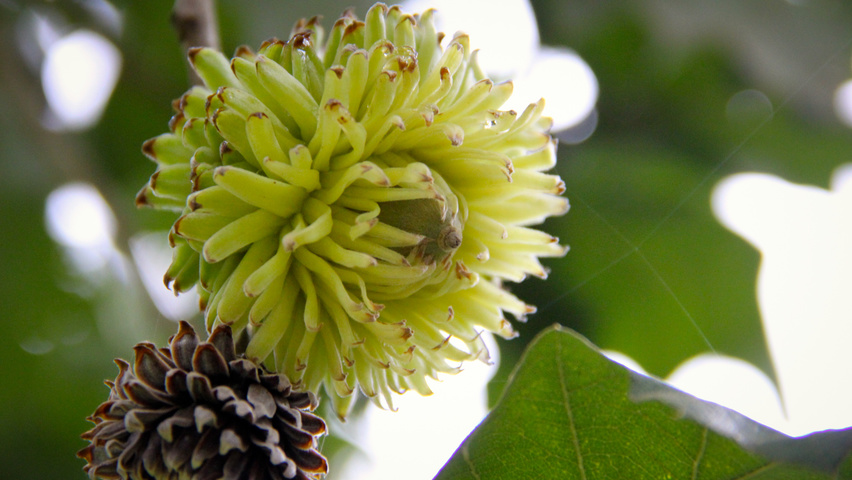 Quercus cerris Frucht