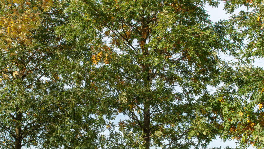 Quercus cerris hochstämmig