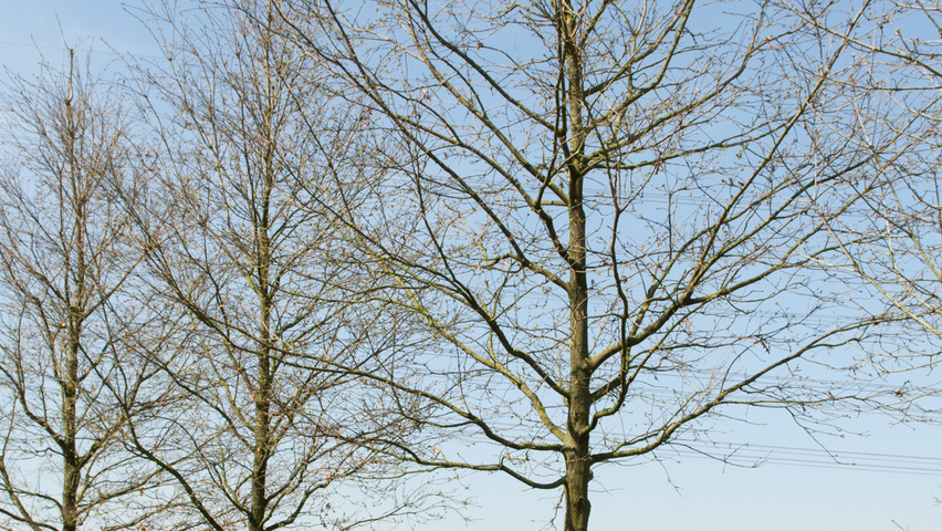Quercus cerris hochstämmig