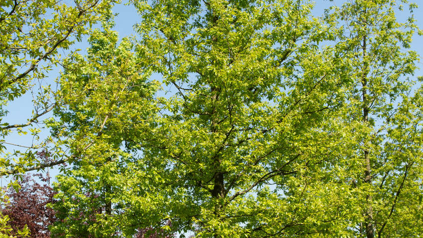 Quercus cerris hochstämmig