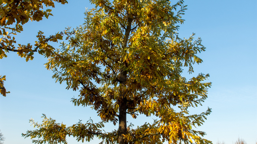 Quercus cerris hochstämmig