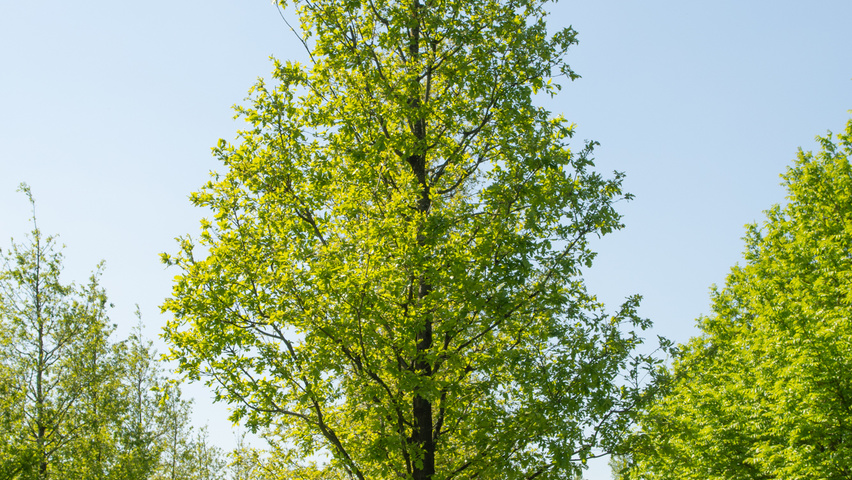 Quercus cerris hochstämmig