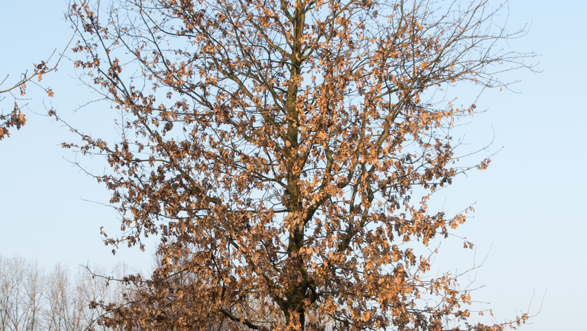 Quercus cerris hochstämmig