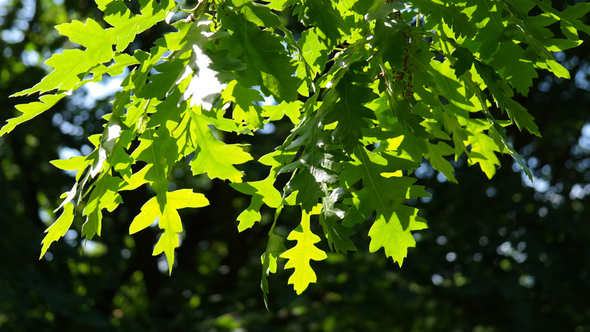 Quercus cerris Blatt