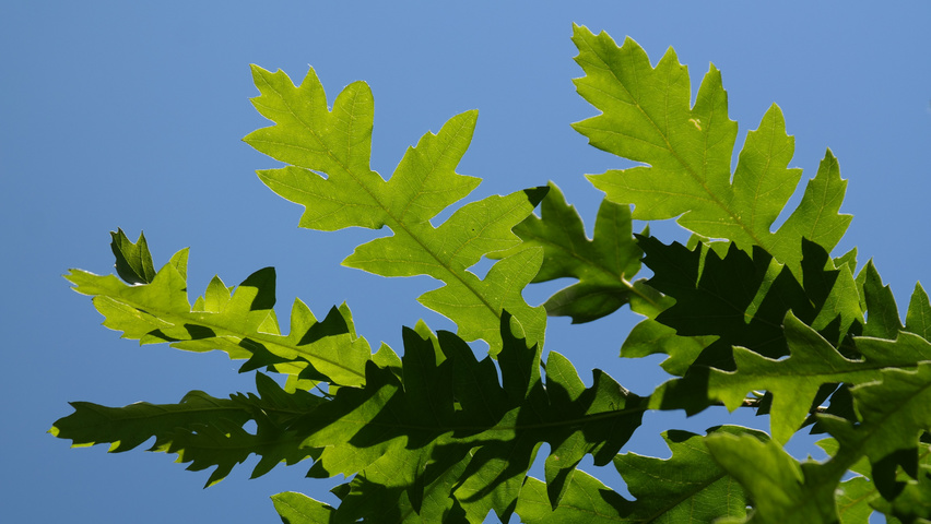 Quercus cerris Blatt