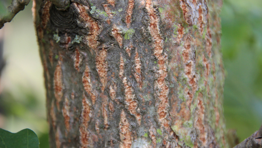 Quercus cerris 'Marvellous' tronc