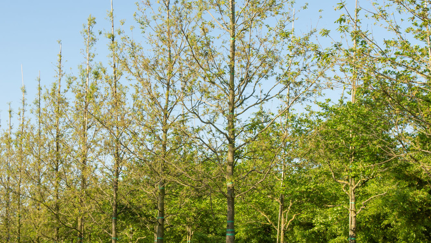 Quercus cerris 'Marvellous' haute tige