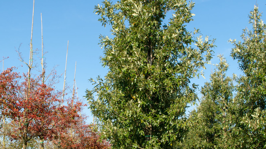 Quercus cerris 'Marvellous' haute tige