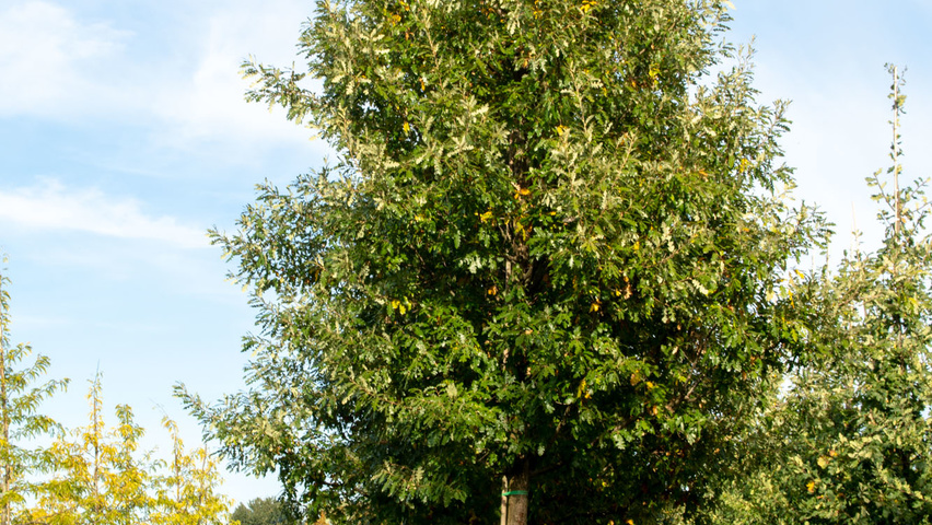 Quercus cerris 'Marvellous' haute tige