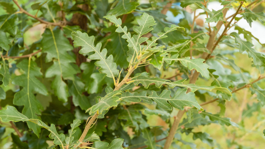 Quercus cerris 'Marvellous' Feuilles
