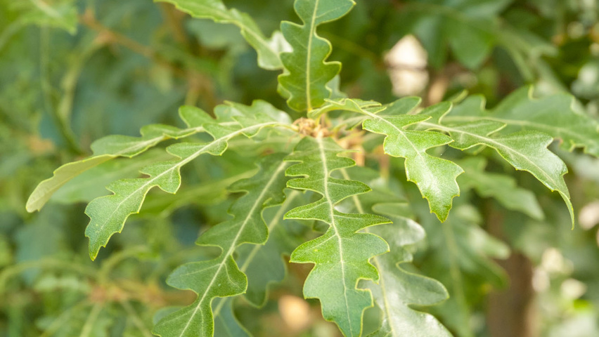 Quercus cerris 'Marvellous' Feuilles