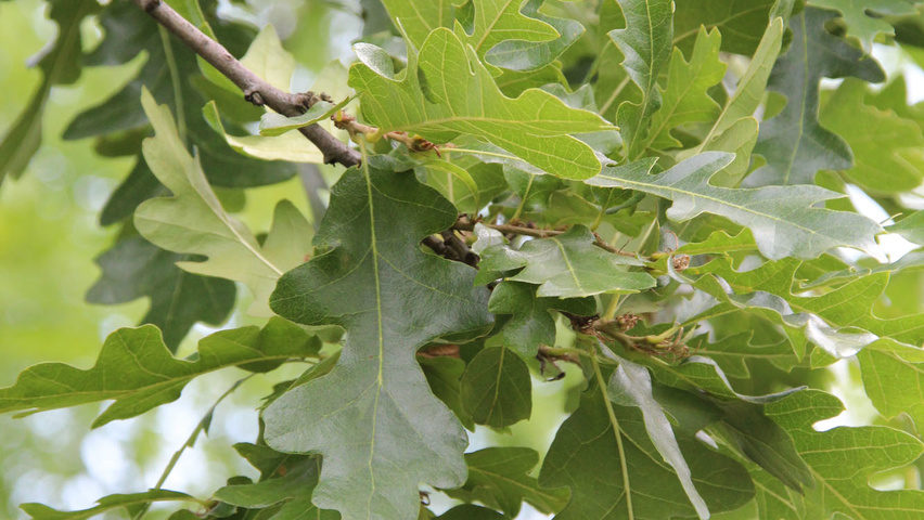 Quercus cerris 'Marvellous' Feuilles
