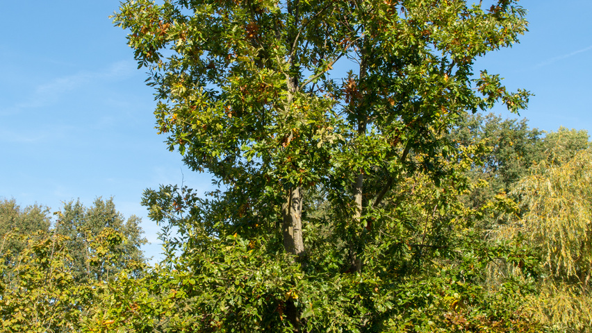 Quercus cerris mehrstämmige
