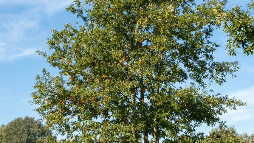 Quercus cerris mehrstämmige