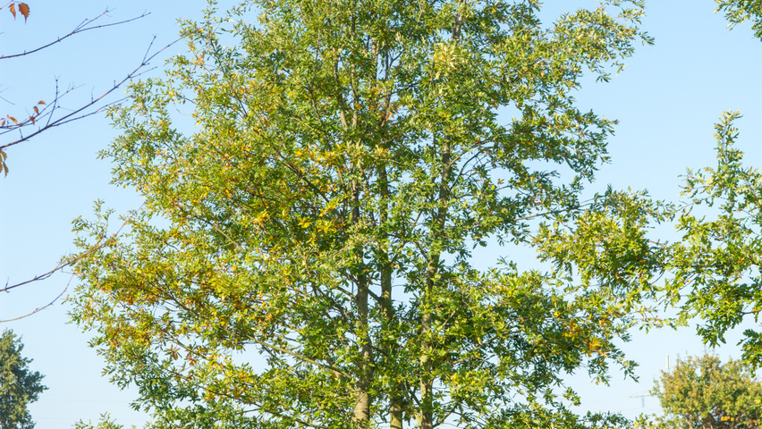 Quercus cerris mehrstämmige